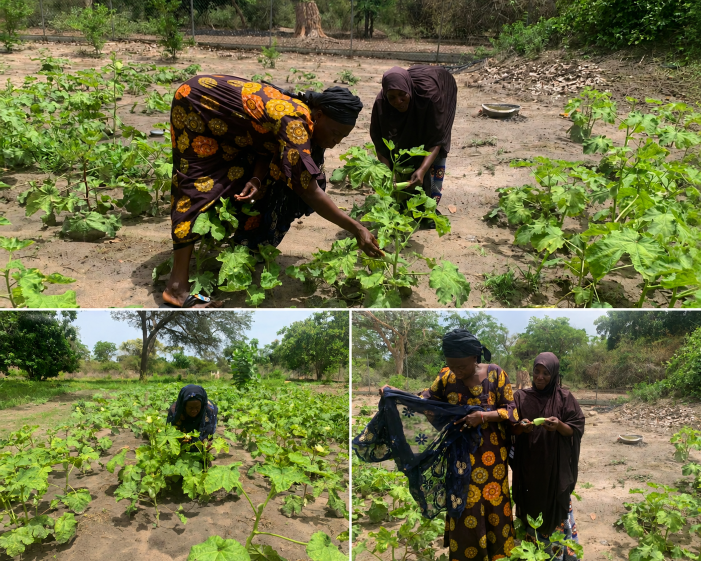 When the Rains Return, So Do They: The Women of Buniadou Who Refuse to Stop Farming